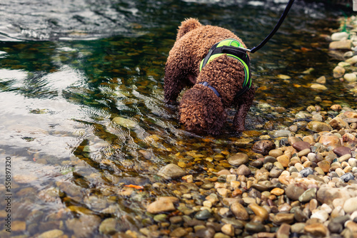 Spanish water dog, brown in color, cooling off from the summer heat in a river in Cantabria, snout in the water, diving. © Judith