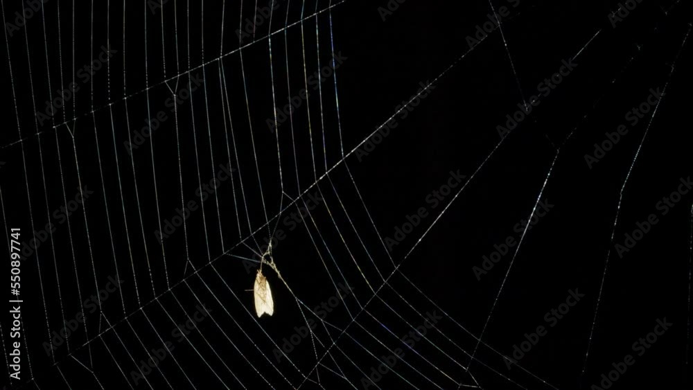 Butterfly caught into spider web at night