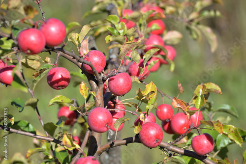 Tableau sur toile Ripe burgundy Kerr Chinese apples on tree branch in garden