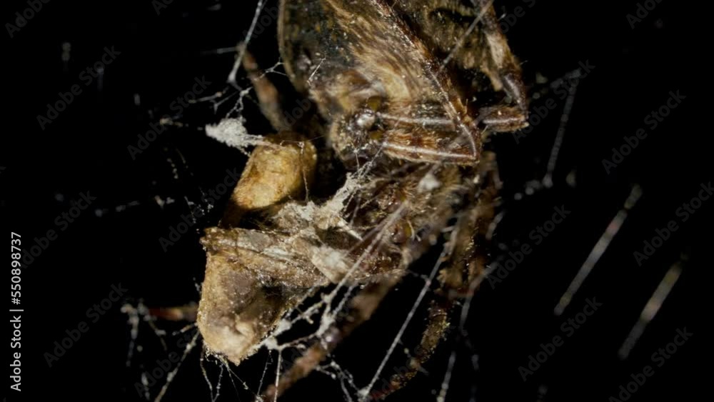 Spider catches and eat butterfly in spiderweb at night Spider catches and eat butterfly in spiderweb at night