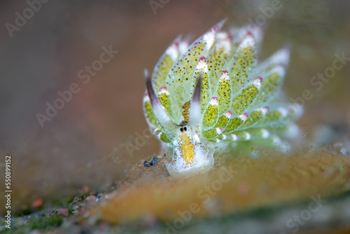 Shaun the sheep Sea Slug