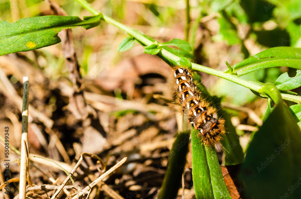 Caterpillars in their natural environment - close up