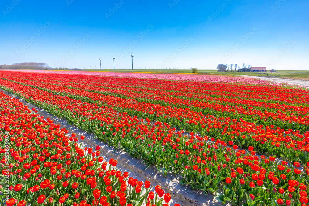 Dutch red tulips flower field under a blue sky