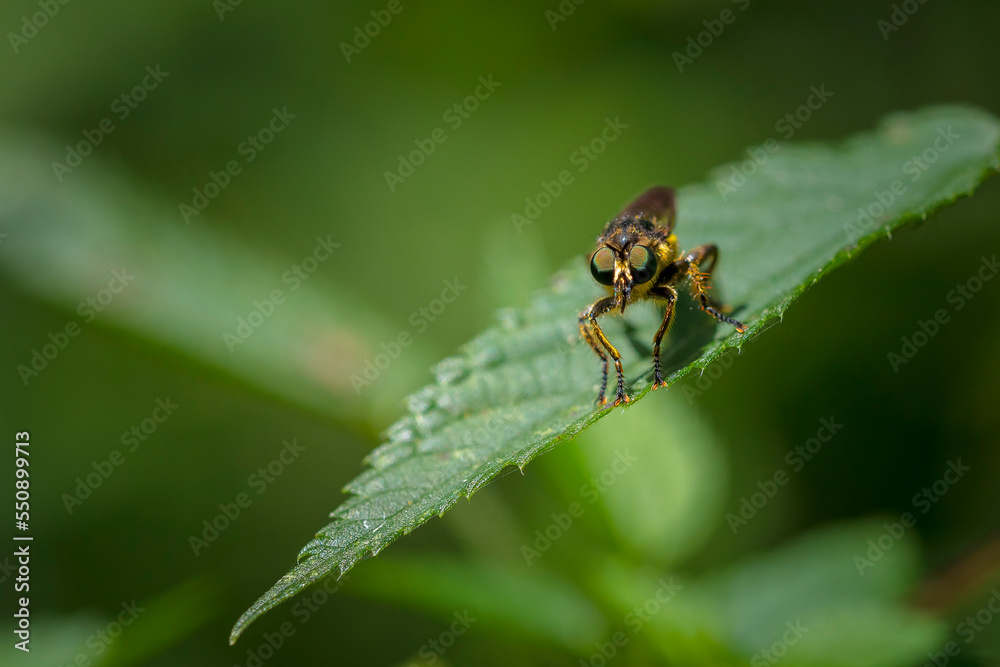 Closeup of a eutolmus rufibarbis, robber fly Closeup of a eutolmus rufibarbis, robber fly