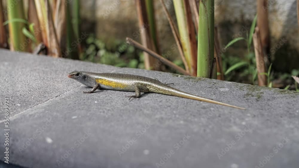 mabui lizard looking at the camera medium shot mabui lizard looking at the camera medium shot