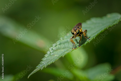 Closeup of a eutolmus rufibarbis, robber fly © Sander Meertins