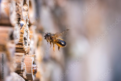 Honey bee Apis mellifera insect hotel