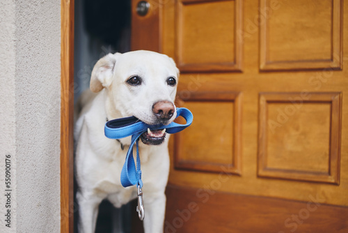 Cute dog waiting for walk in door of house. Labrador retriever holding leash in mouth. .