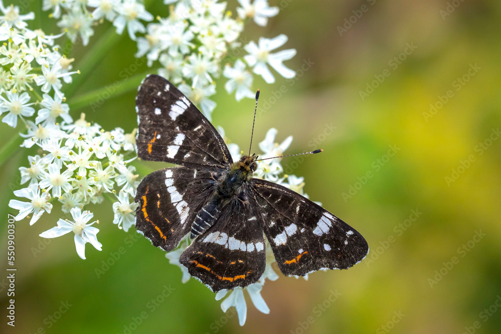 The map butterfly, araschnia levana, close-up portrait The map butterfly, araschnia levana, close-up portrait