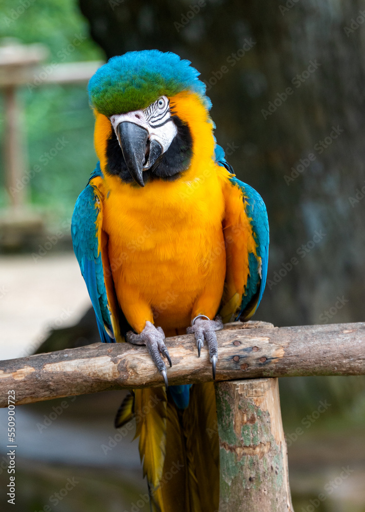 The blue-and-yellow macaw (Ara ararauna), known as the blue and gold macaw, a large South American parrot with mostly blue top parts and light orange underparts, with gradient hues of green on head.