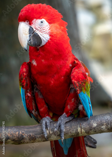 Portrait of a colorful red and green parrot Macaw in the zoo. It is also known as the green winged macaw. It is a large, mostly red macaw of the genus Ara widespread in South America.