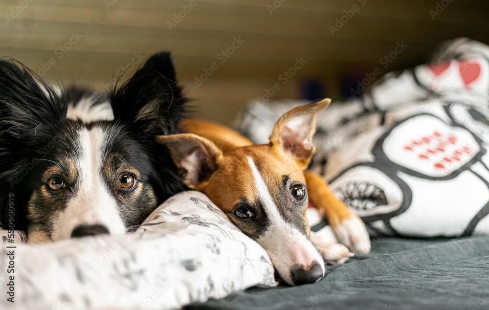 Obraz na płótnie Dwa psy border collie i whippet leżą obok siebie na łóżku w sypialni w salonie