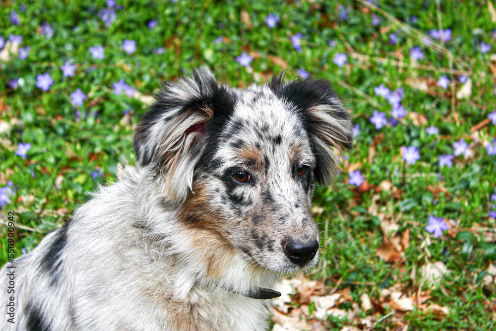 Fototapeta premium Australian Shepherd Welpe vor blauen Blumen Hintergrund
