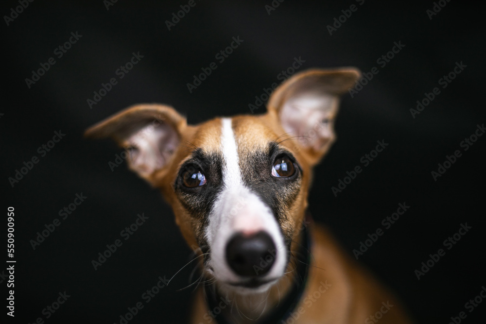 Whippet chart angielski pławy na czarnym tle