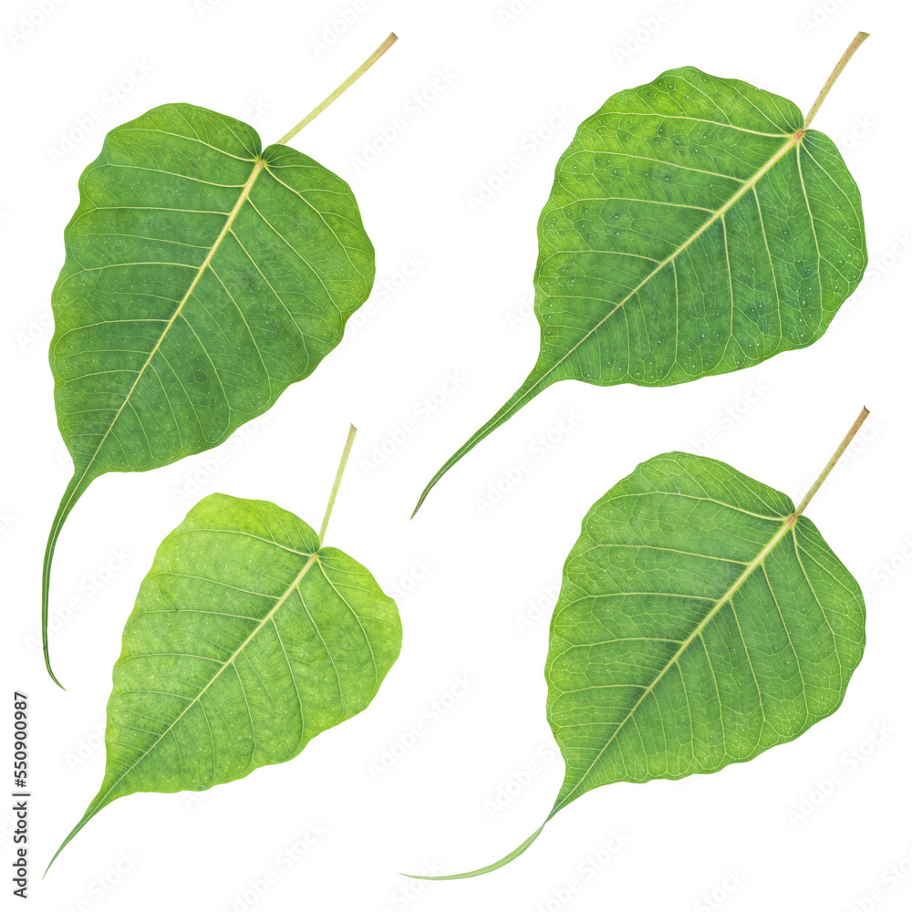 Obraz premium Fresh green bodhi leaves isolated on transparent background