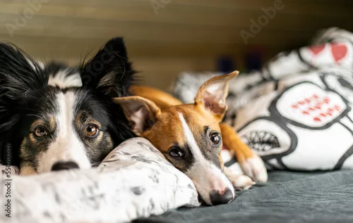 Obraz Dwa psy border collie i whippet leżą obok siebie na łóżku w sypialni