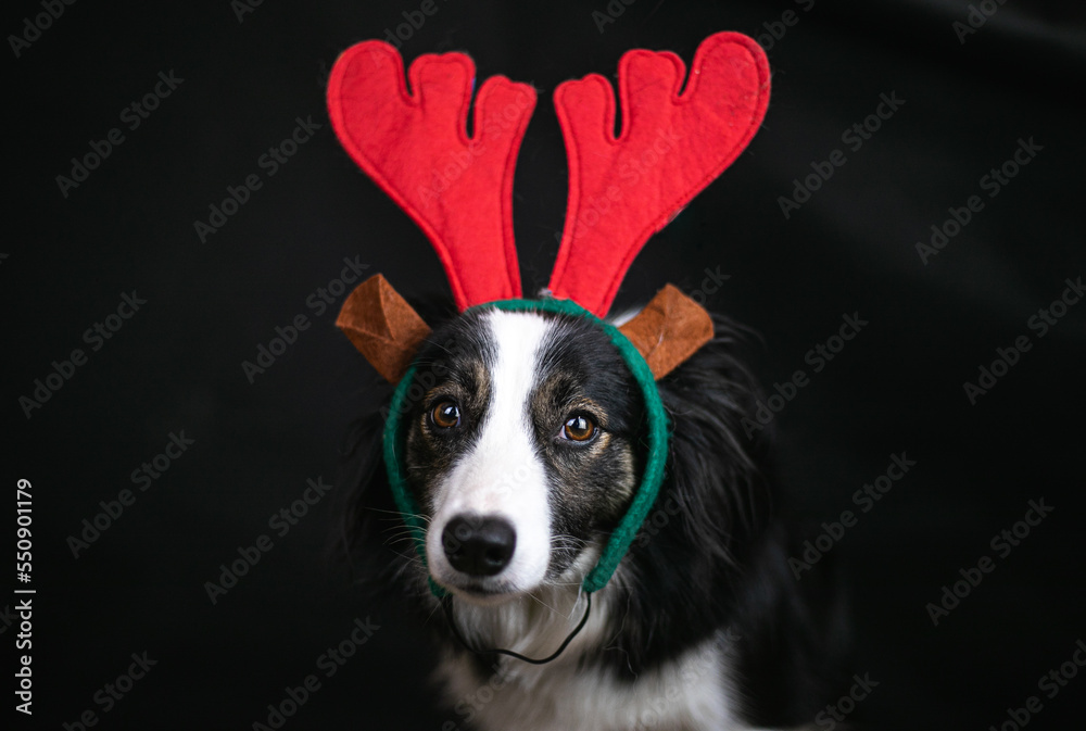 Pies border collie udaje świątecznego renifera