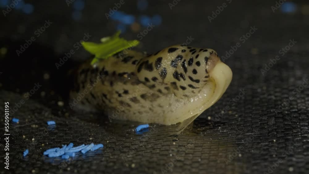 Slug eating a blue poison in the garden at night and feeling bad intoxication Slug eating a blue poison in the garden at night and feeling bad intoxication