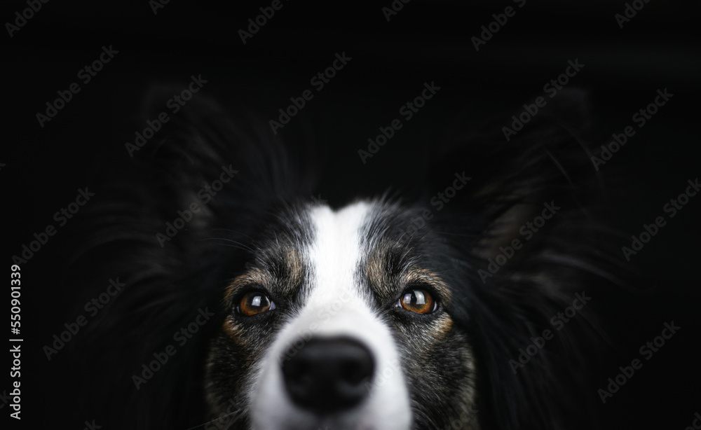 Brązowe oczy psa rasy border collie