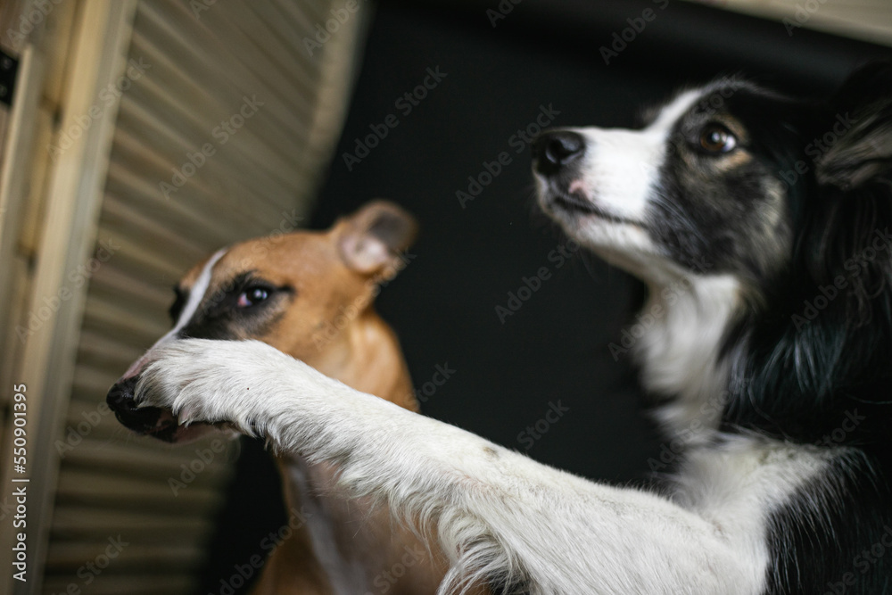 Czarno biały pies uderza łapą innego psa - obrazy, fototapety, plakaty 