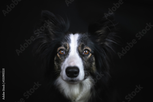 Fototapeta Naklejka Na Ścianę i Meble -  Portret psa rasy border collie