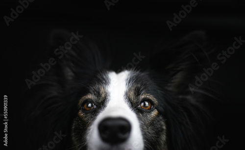 Brązowe oczy psa rasy border collie