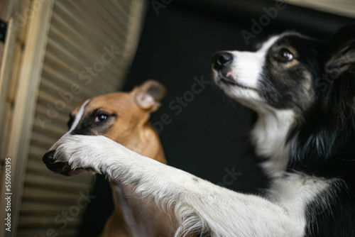 Czarno biały pies uderza łapą innego psa