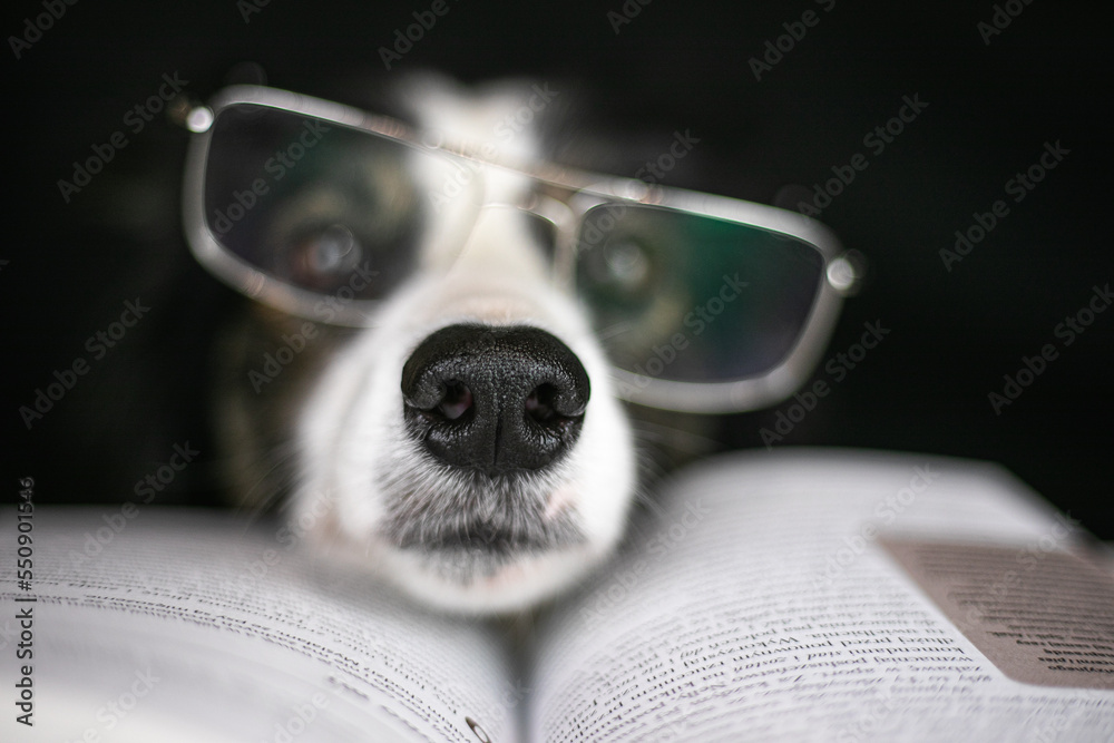 Pies border collie ma założone okulary i czyta książkę - obrazy, fototapety, plakaty 
