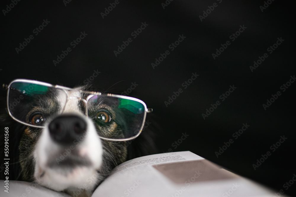 Pies border collie ma założone okulary i czyta książkę