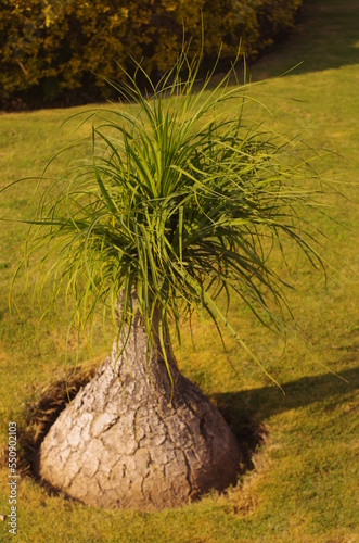 Ponytail Palm indoor plant1 photo