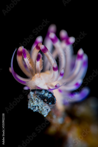 Under Water Sea Slug Photo 