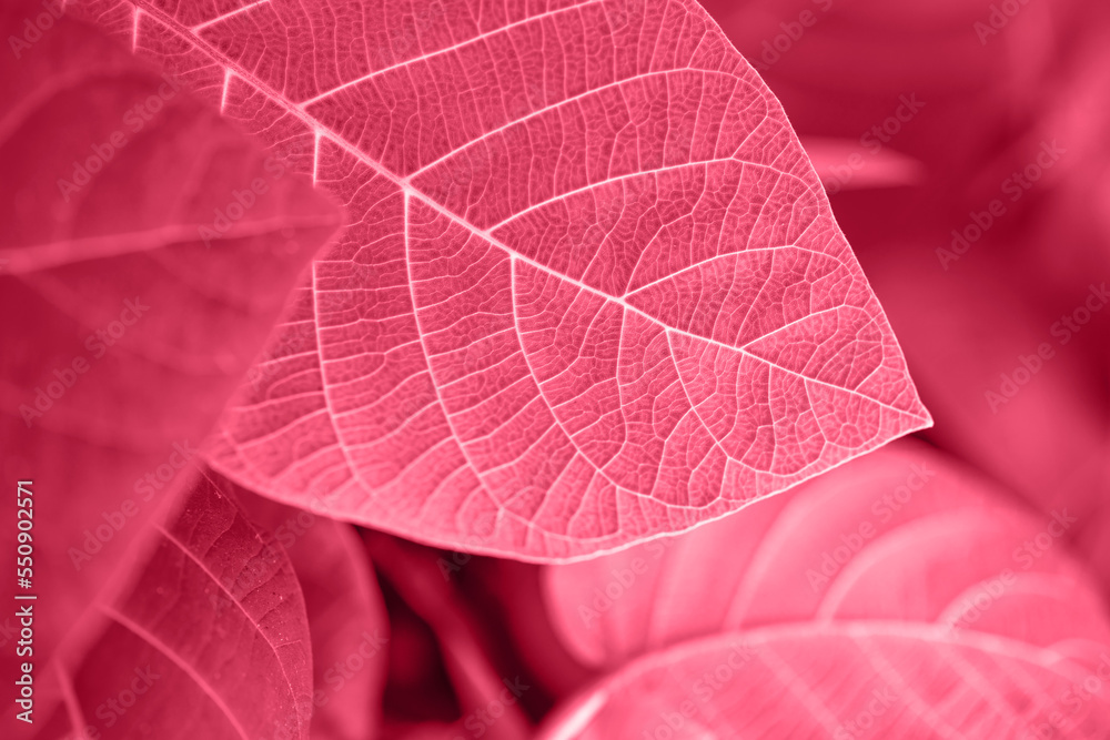 Bright magenta painted leaves background. Fresh natural tropical plant texture macro. Nature pattern. Selective focus. Summer season wallpaper. Color of the year 2023. Horizontal photo. Bright magenta painted leaves background. Fresh natural tropical plant texture macro. Nature pattern. Selective focus. Summer season wallpaper. Color of the year 2023. Horizontal photo.