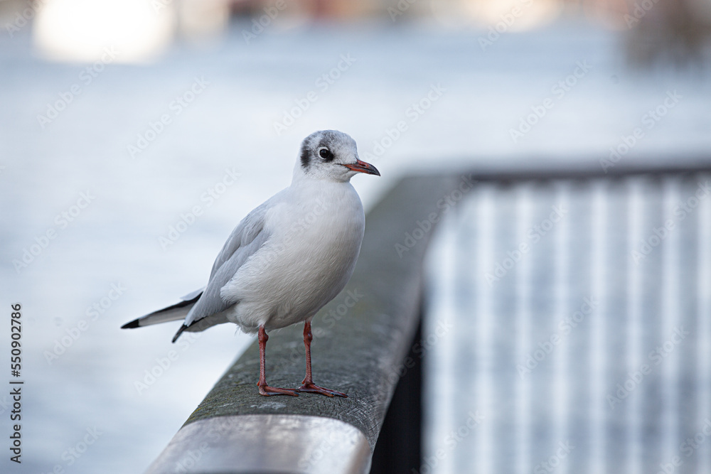 Obraz premium seagull 