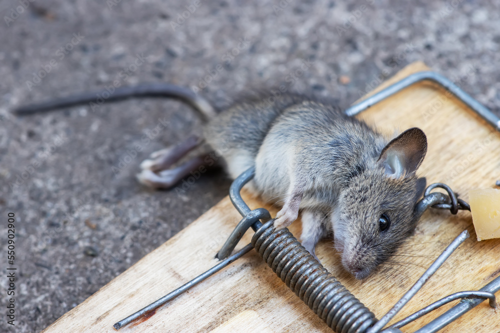 Dead mouse in a mousetrap. Mouse hunting. The mouse is a small rodent ...