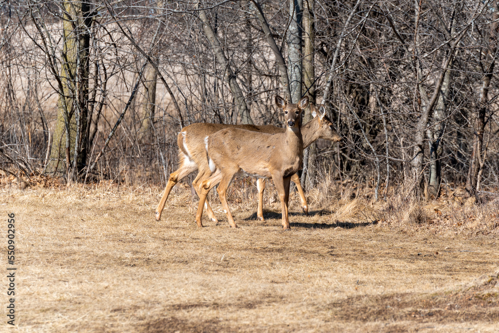 Urban White-tailed Deer In Spring Urban White-tailed Deer In Spring