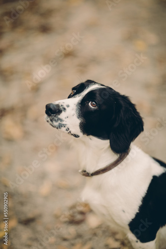 black and white dog