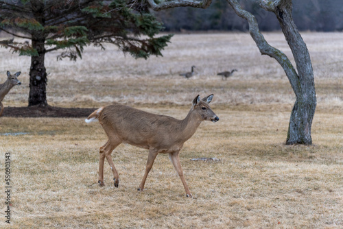 Urban White-tailed Deer In Spring