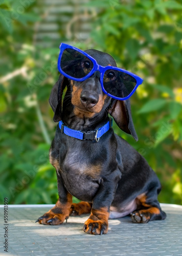 dachshund dog in blue sunglasses background of green foliage