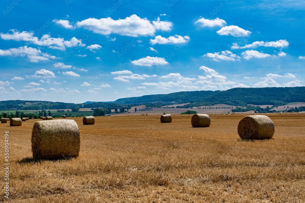 Rolls haystacks straw on field, harvesting wheat. Rural field with bales of hay. Landscape