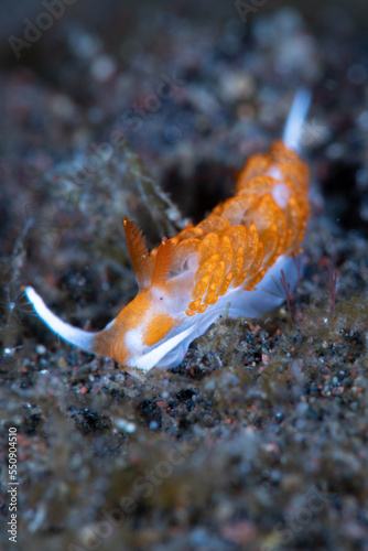 Under Water Sea Slug Photo 