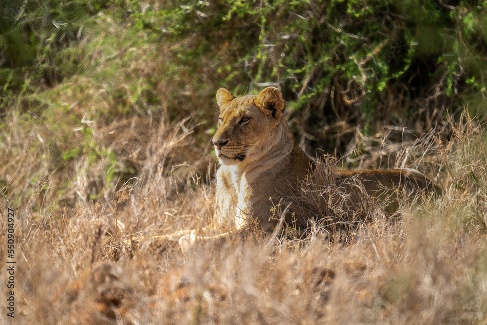 Lioness lies by bushes in long grass Lioness lies by bushes in long grass