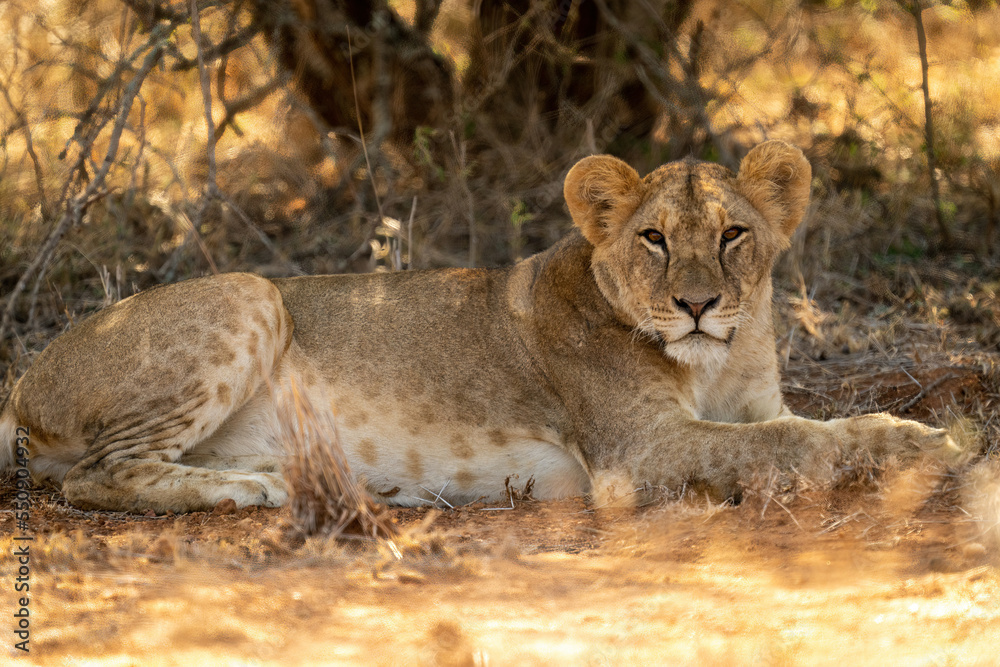 Lioness lies under shady tree eyeing camera Lioness lies under shady tree eyeing camera