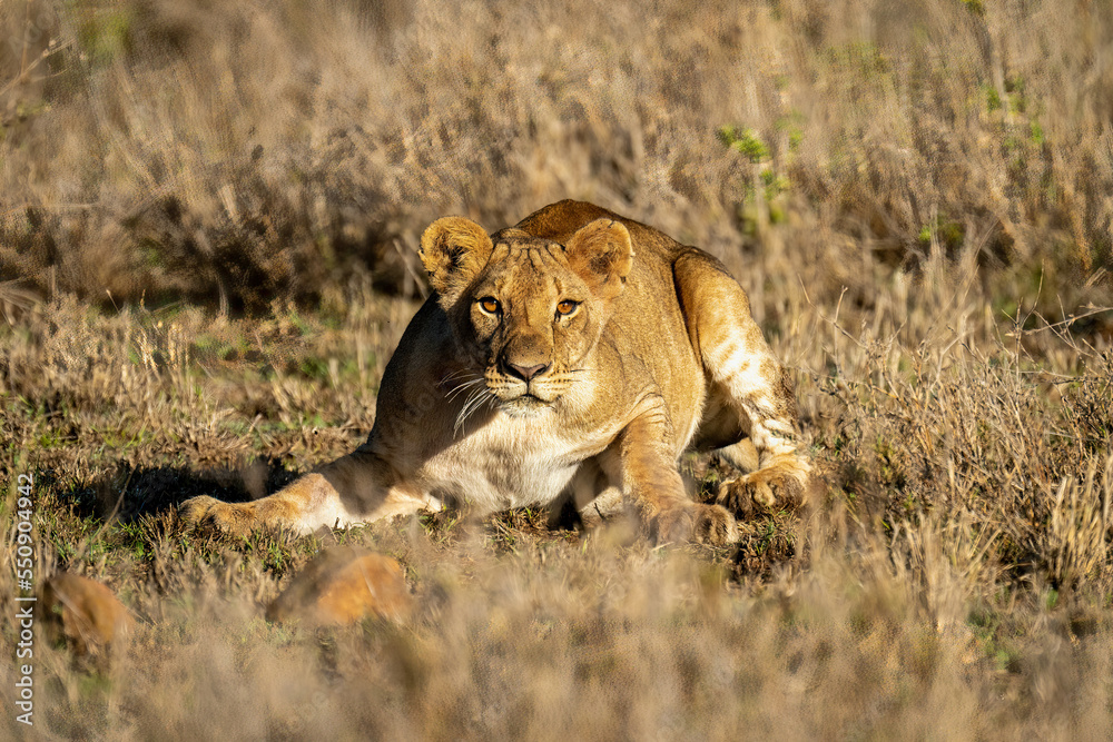 Fototapeta premium Lioness lies ready to run with catchlights