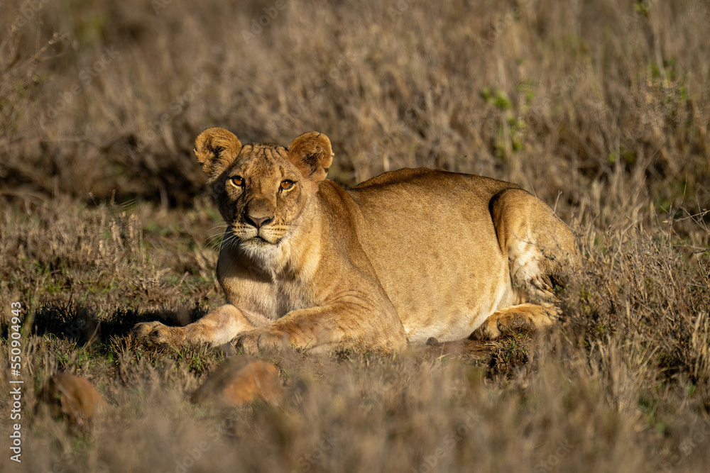 Lioness lies with catchlights in golden light