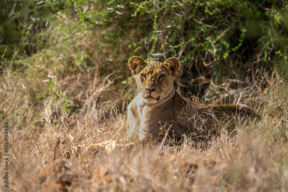 Lioness lies by bushes staring at camera
