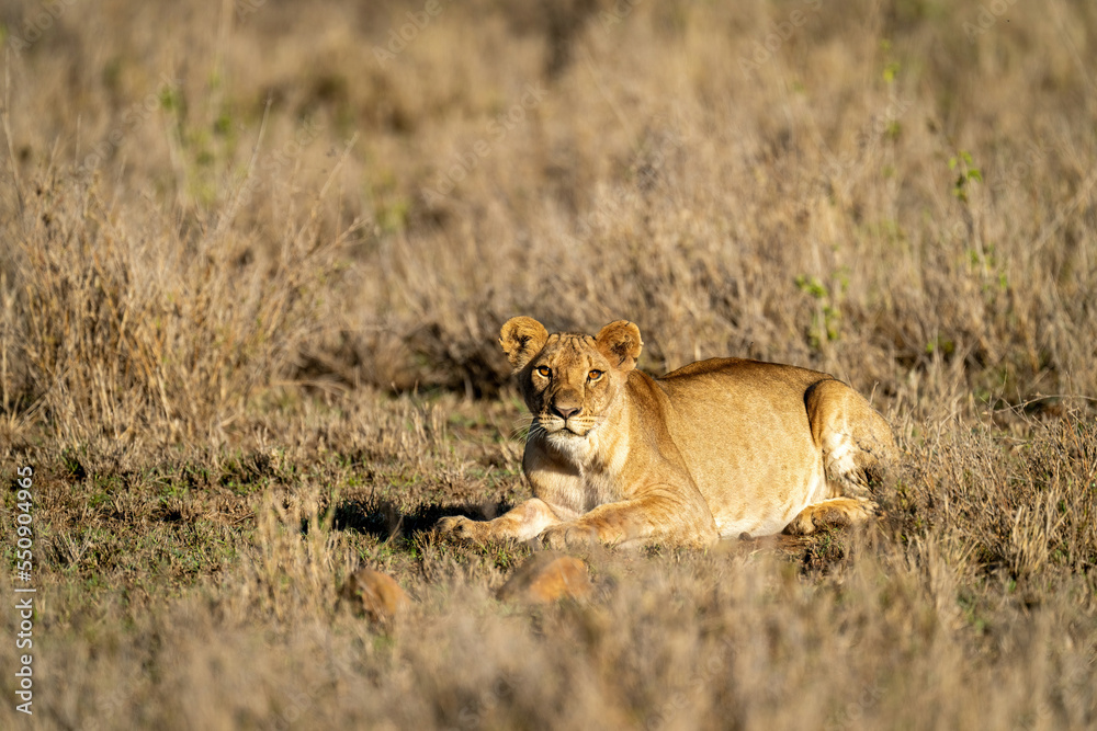Lioness lies with catchlights in warm light