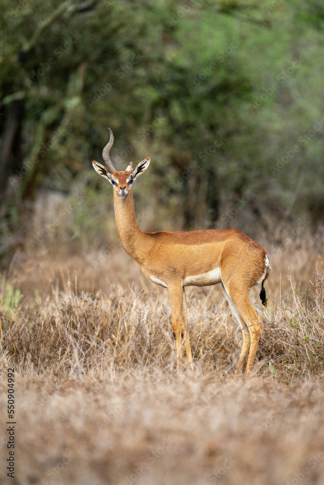 Male gerenuk with horn missing stands staring Male gerenuk with horn missing stands staring