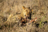 Male lion lies licking carcase in sunshine