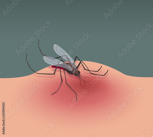 Insect mosquito bite. Malaria symbol. Red blood. Nature gnat character. Animal with sting. Fly bug. Illness transmission. Bloodsucker wound. Skin injury. Vector illustration tidy background