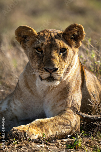 Lioness lies in sunlit grass eyeing camera